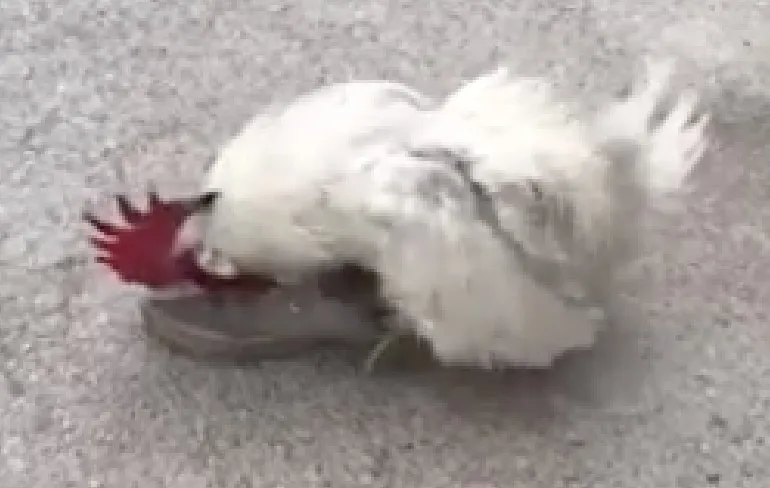 Haan gaat lekker en bevrucht schoen