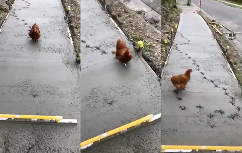 Kip verpest vers gelegd beton: Bouwvakkers eten zeker 's avonds kip