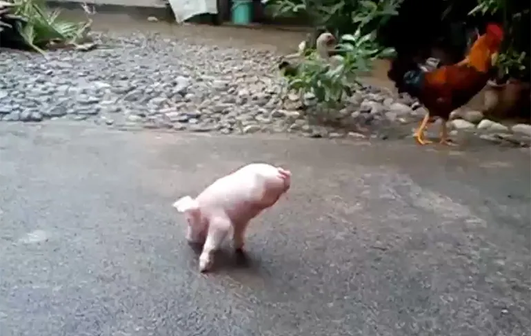 Klein varkentje mist zijn achterkant