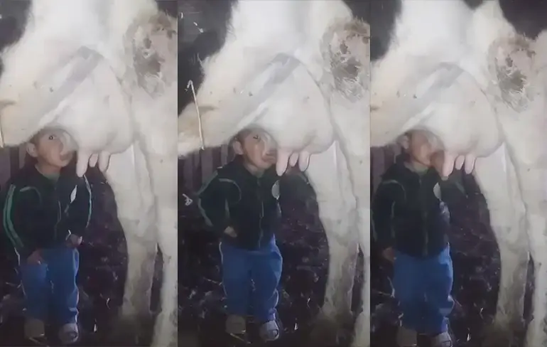 Kleine jongen weet het zeker: Melk komt uit koeien en niet uit melkfabriek
