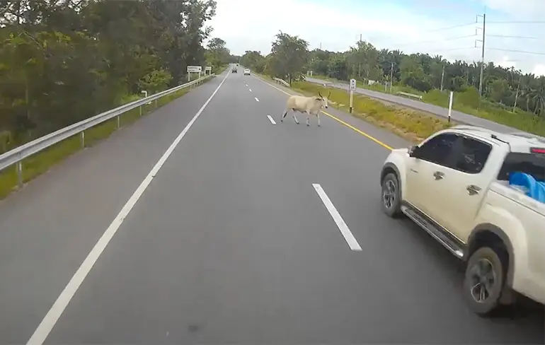 Koe kiest verkeerde moment om snelweg over te steken...