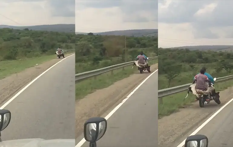 Koe krijgt lift op motor van Kibo en Kwame
