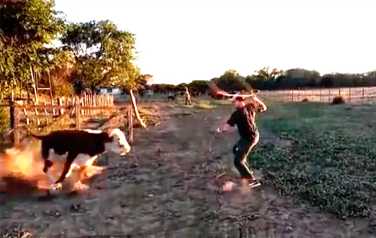 Koe vs Cowboy, met koe als duidelijke winnaar