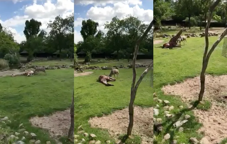 Koedoebok Nico krijgt huisarrest na aanvallen giraf Diergaarde Blijdorp