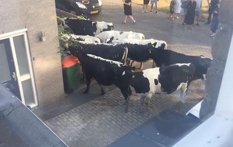 Koeien breken uit en duiken kilometers verder in woonwijk Breda op
