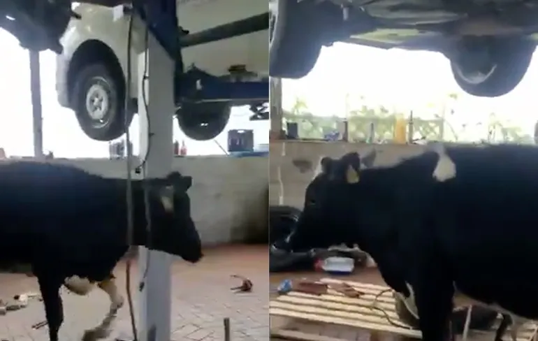 Koeien nemen een kijkje in een garage en dat is niet handig