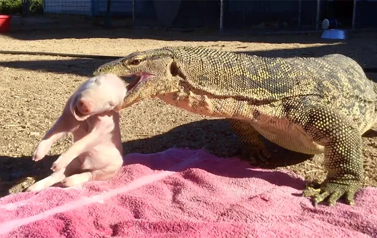 Komodovaraan heeft biggetje op het menu staan