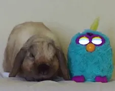 konijntje vindt Furby wel heel erg lief