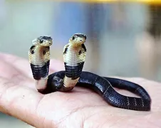 Koningscobra met 2 hoofden geboren in China