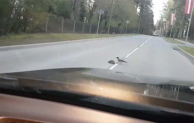 Kraai helpt egel om veilig de weg over te steken