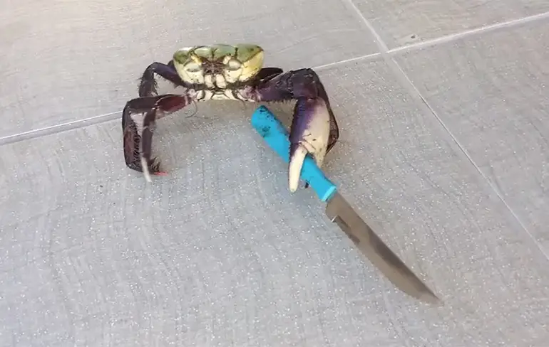 Krab met mes en stem Hitler is Internet goud