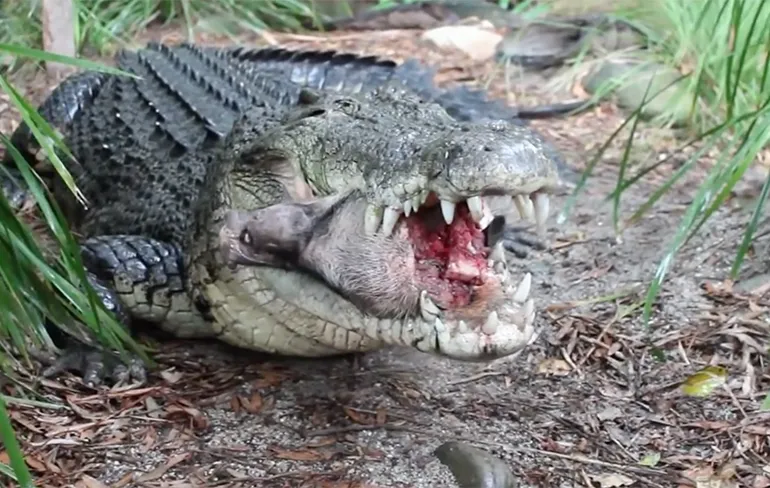 Krokodil heeft geen enkele moeite met hoofd varken