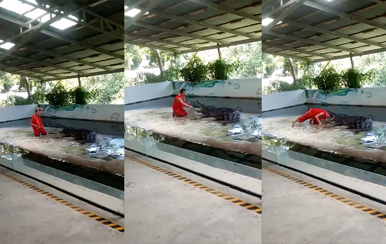 Krokodil in Thailand doet wel zijn kaken dicht