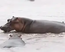 Krokodil met honger dacht gnoe te eten...