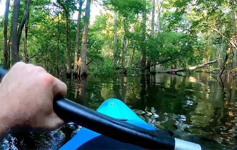 Krokodil valt kayakker aan in North Carolina