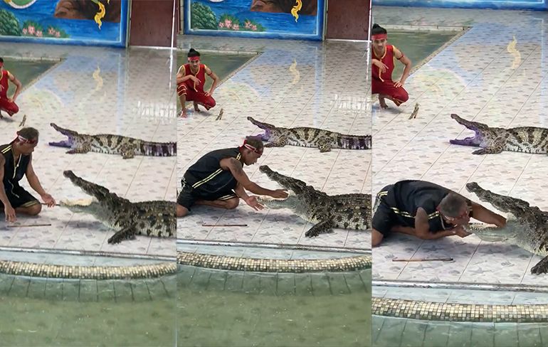 Krokodil zet even zijn tanden in arm tijdens show in Thailand