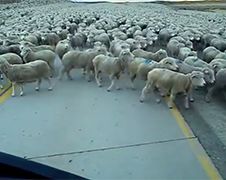 Kudde schapen staat op de weg