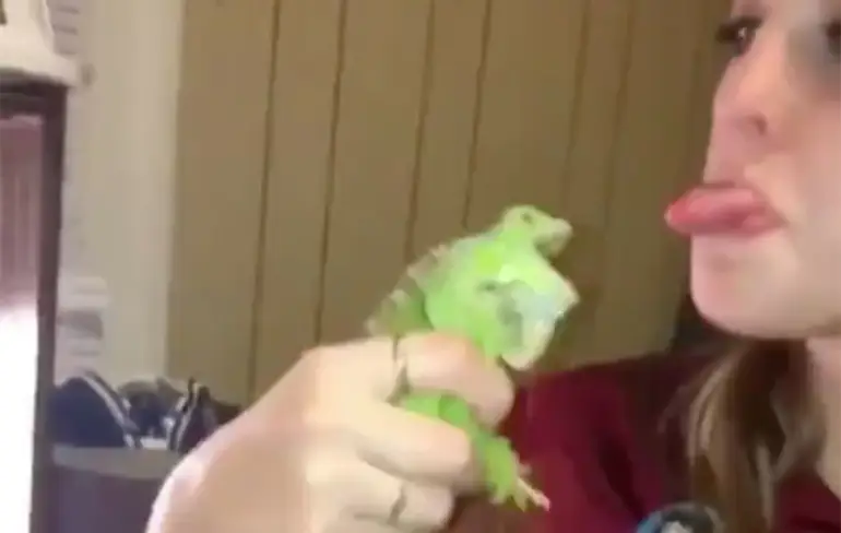 Kussen met je Iguana, wat kan er nou fout gaan?