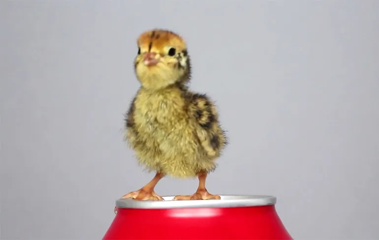 Kwarteleitjes van de Albert Heijn kun je gewoon uitbroeden!