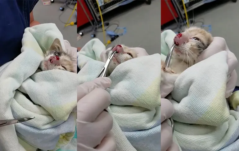 Larve van Horzel in neus van lief poesje