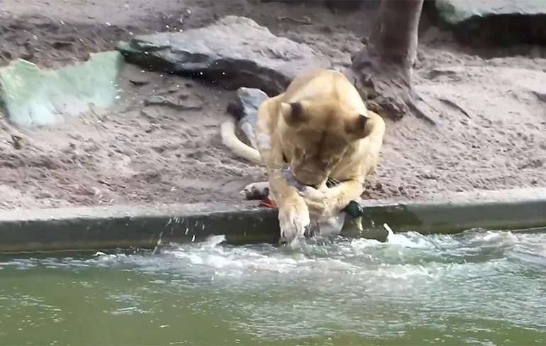 Leeuw dacht eend op het menu te hebben staan in Artis