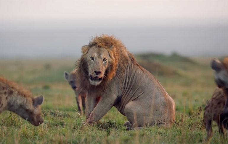 Leeuw heeft een troep hyena's achter zich aan