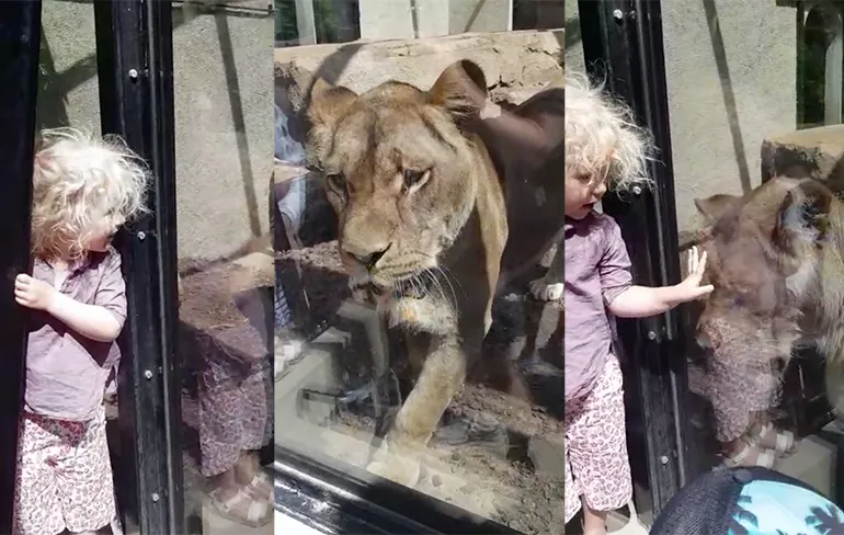 Leeuw in Artis heeft honger en dan ben je blij dat er glas aanwezig is