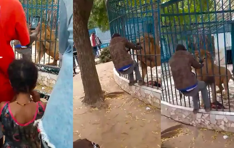 Leeuw laat zien waarom je nooit dicht bij leeuwenkooi moet gaan staan