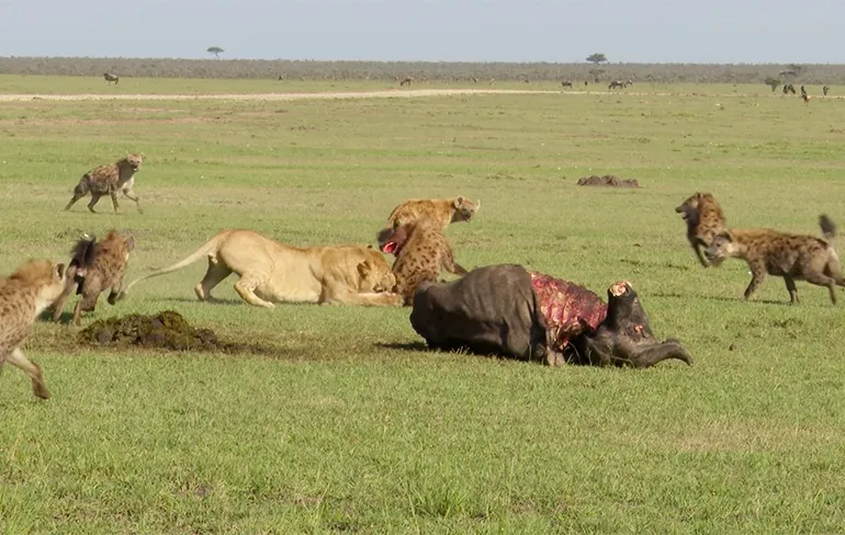 Leeuwen en Hyena's in Kenia maken ruzie over maaltijd