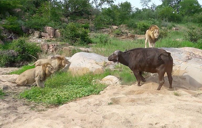 Leeuwen hebben buffalo op het menu staan in het Kruger National Park