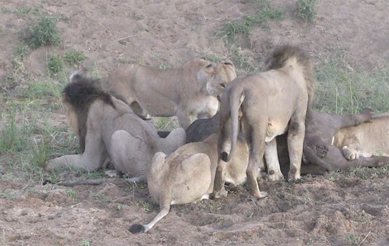 Leeuwen willen Buffel op het menu, maar dat loopt toch anders
