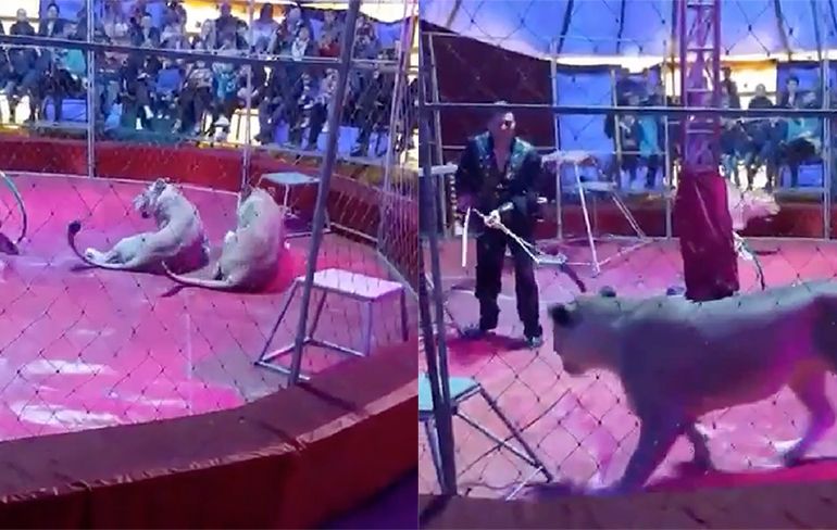 Leeuwentemmer Russisch circus aangevallen door leeuw