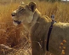 Leeuwin met GoPro op jacht op Waterbok