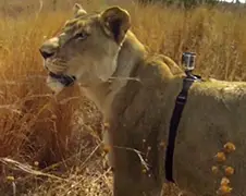 Leeuwin met GoPro op jacht op Waterbok