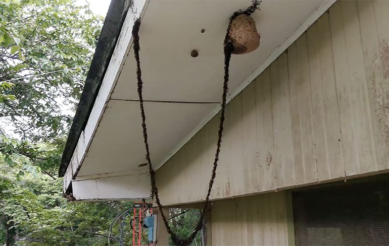 Leger mieren heeft brug gebouwd om wespennest aan te vallen