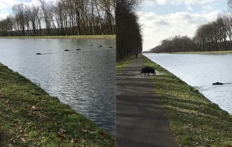 Let op overzwemmend wild: Everzwijnen zwemmen kanaal over