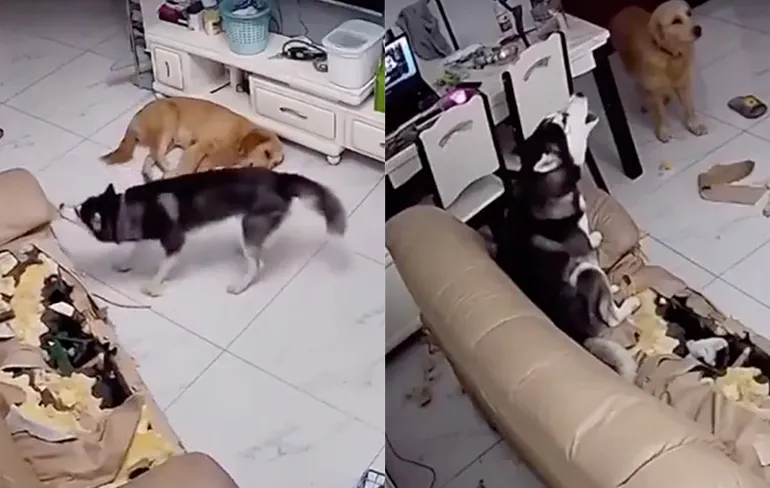 Leuk zo'n Husky, maar je bank vindt het misschien minder leuk