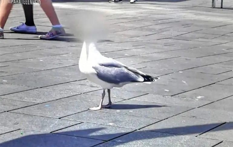 Lid meeuwen mafia wil niet in beeld bij Team Parate Eenheid