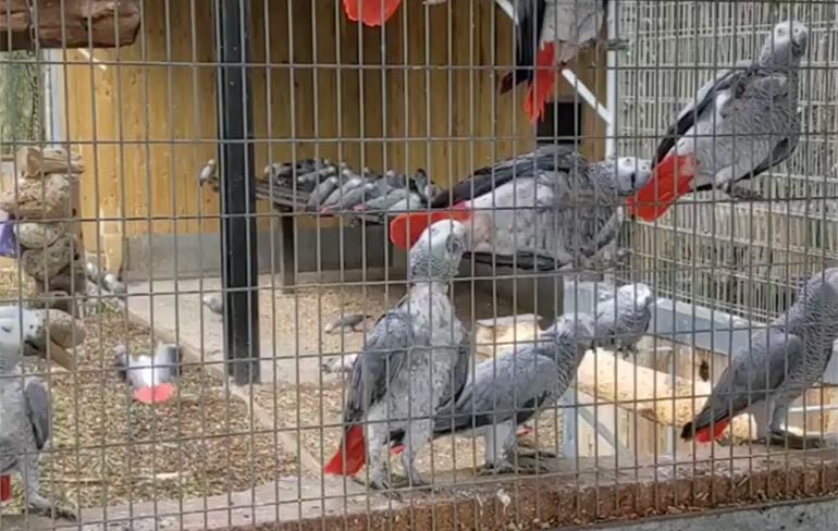 LOL! Dierentuin verplaatst papegaaien omdat ze constant bezoekers uitschelden