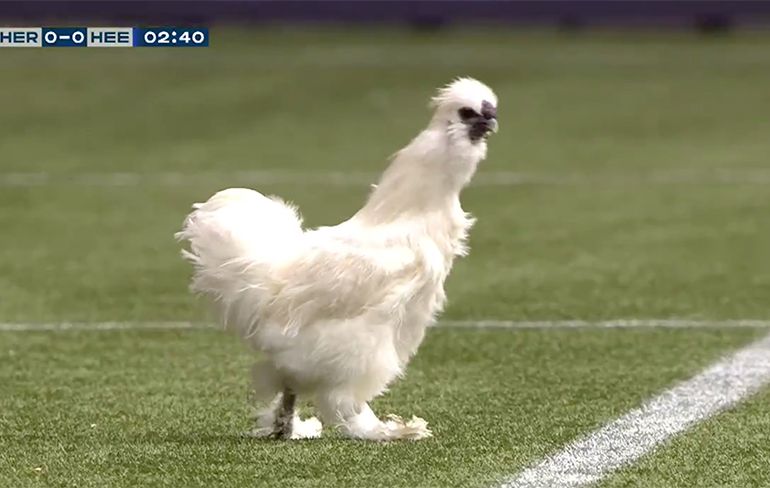 LOL: Kip op het veld tijdens wedstrijd Heracles tegen Heerenveen