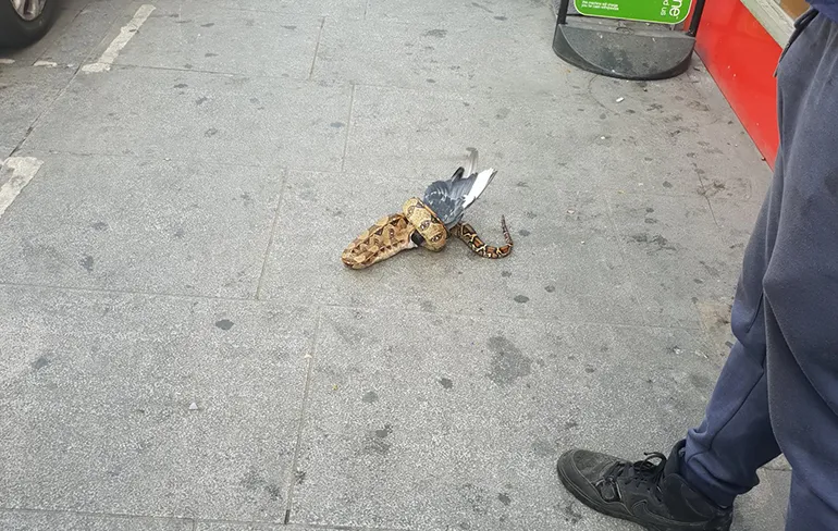 Londen wordt ook steeds gekker: Boa constrictor eet duif op straat
