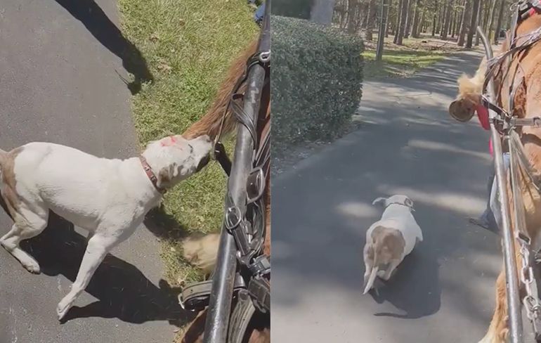 Loslopende pitbull valt paard aan in park in North Carolina