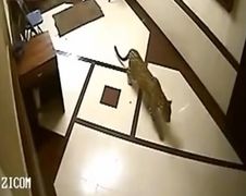 Luipaard in appartementencomplex India