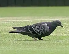 Maak eens kennis met Rufus, duivenverschrikker!