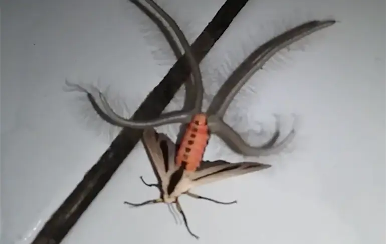 Maak kennis met een Creatonotos gangis... Kill it with Fire!