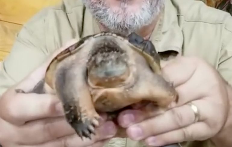 Maak kennis met een schildpad met de naam Beavis and Butt-head