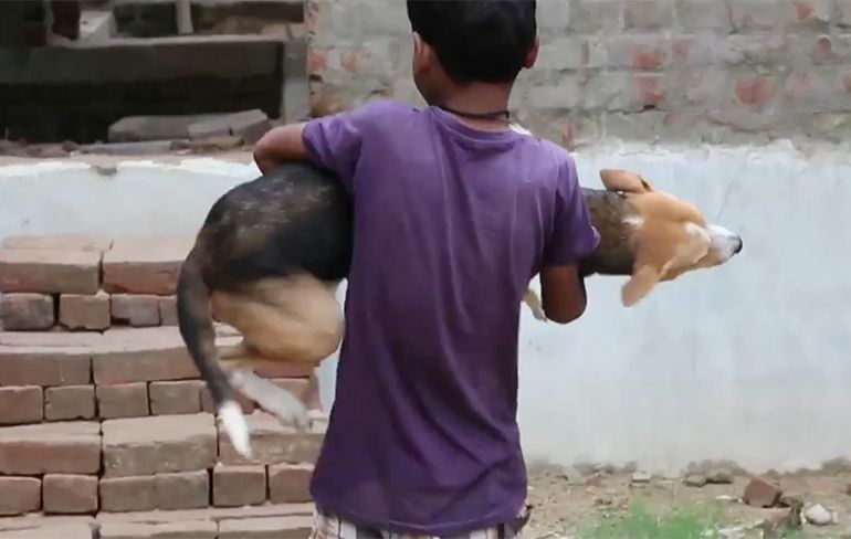 Maak kennis met Mohit, een 10 jarige mannetje dat gek is op hondenmelk...