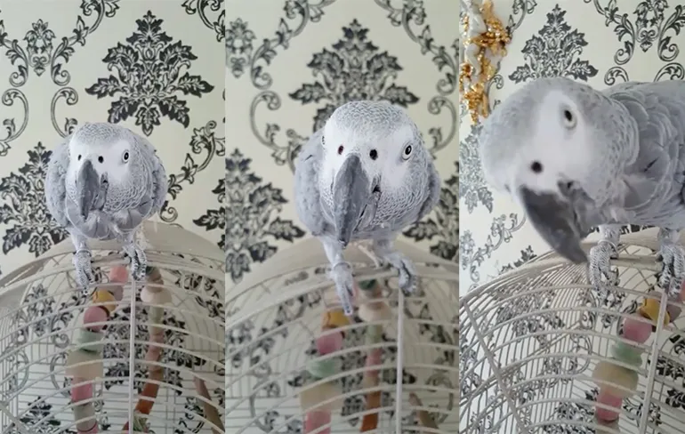 Maak kennis met Sjonnie de scheldende papegaai!