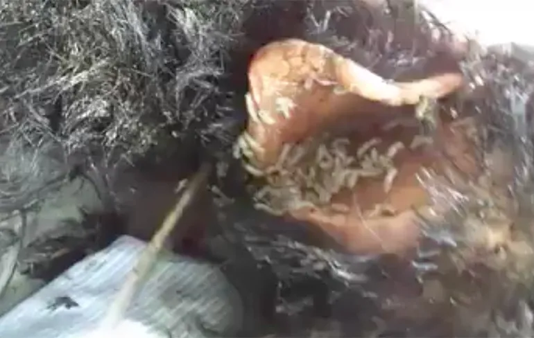 Madentherapie of vrouw heeft smerige pruik gekocht?