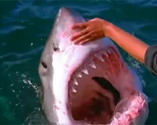 Man aait grote witte haai vanaf bootje